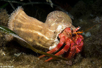 The relationship between the sea anemom and the hermit crab is not mandatory