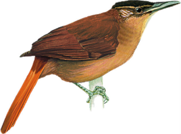 The screamer-of-the-northeast lived among the existing bromeliads in the forests