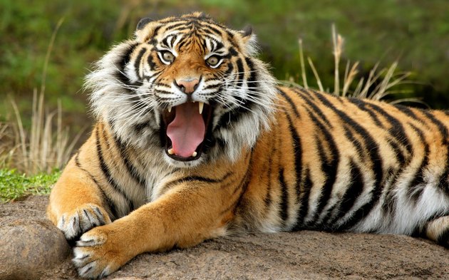 The sumatran tiger is the smallest subspecies of tiger