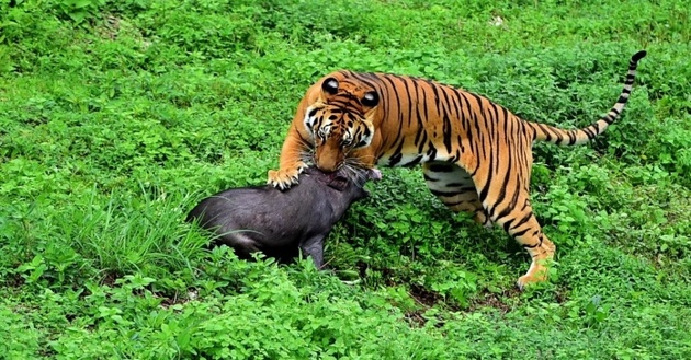 The wild boar is one of the tiger's main prey