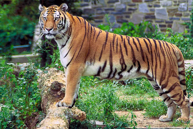 The Bengal tiger is threatened with extinction