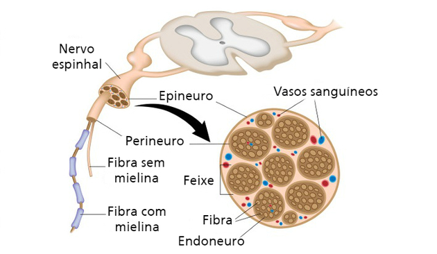 Anatomy of the nerve