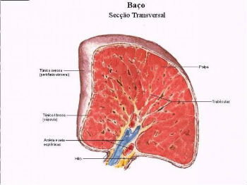 Anatomy of the spleen