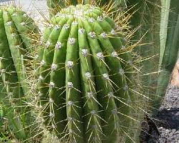 Cacti have cladodes