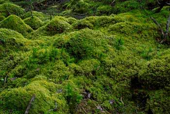 Green carpet of mosses.