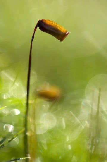 Increased detail of the sporophyte stem and sporangium.