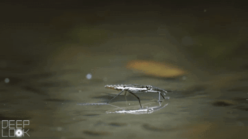 Insect walking on water.