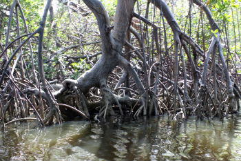 Rhizophores occur in mangrove plants