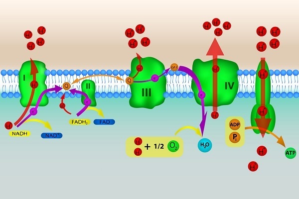 Oxidative phosphorylation scheme