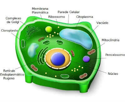 Plant cell and its organelles