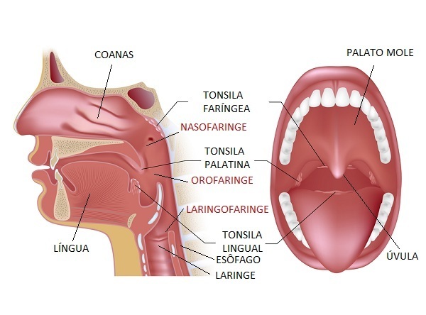 Representation of nasopharyngeal, oropharyngeal and laryngopharyngeal regions and other structures