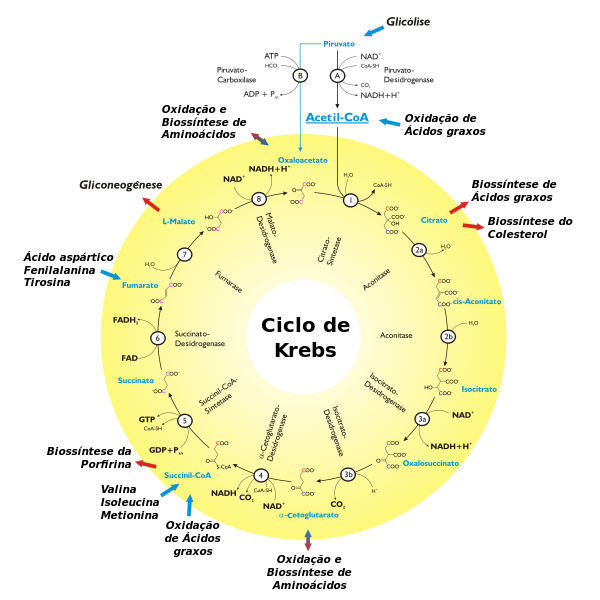Scheme of the Krebs Cycle