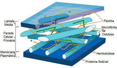 Scheme of the structure of the primary cell wall and the middle lamella