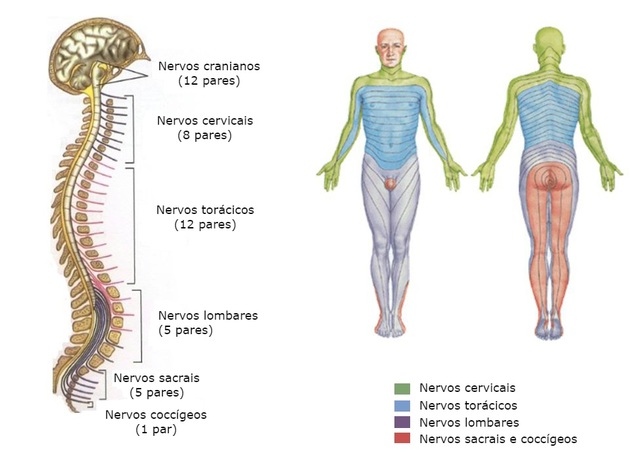 Spinal nerves are composed of 31 pairs