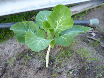 The cabbage has a stem-like stem