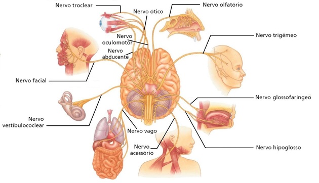 The cranial nerves are composed of 12 pairs
