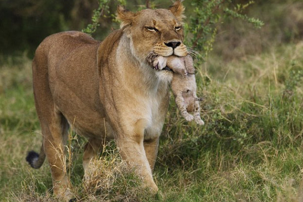 The lioness carries the cub between her teeth