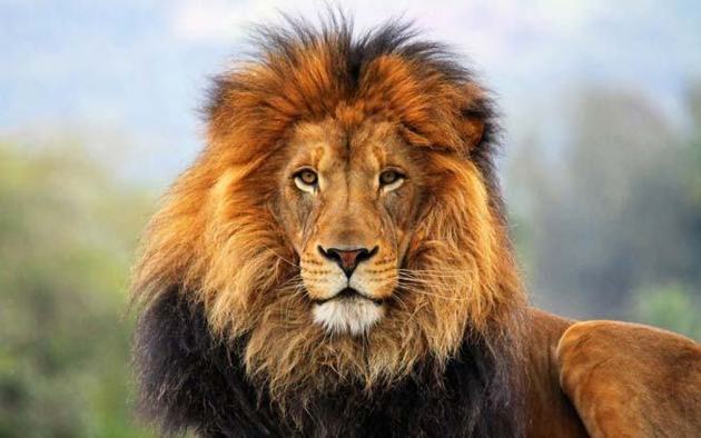 The lion's mane becomes darker with age