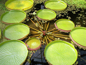 The water lily features aquatic stems