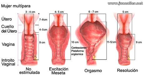 Behavior of the vagina in women during a sexual encounter.