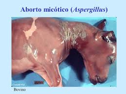 Abortions of mycotic etiology.
