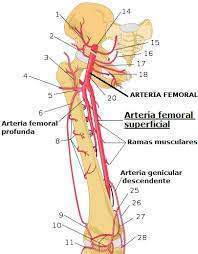 The femoral artery is a large artery in the thigh, arising as a continuation of the external iliac artery