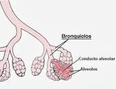 Bronchioles are part of the airways in the lungs. They are located at the end of the bronchi, the largest branch of the airways in the lungs, and end in the alveoli.